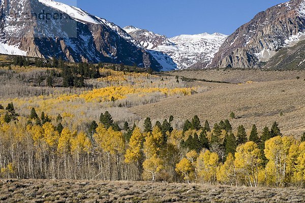 Espe Populus tremula nahe Berg bedecken Baum Landschaft Laub Kalifornien Schnee