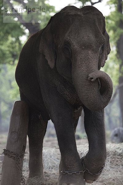 Elefant  Chitwan-Nationalpark  Zucht  Nepal