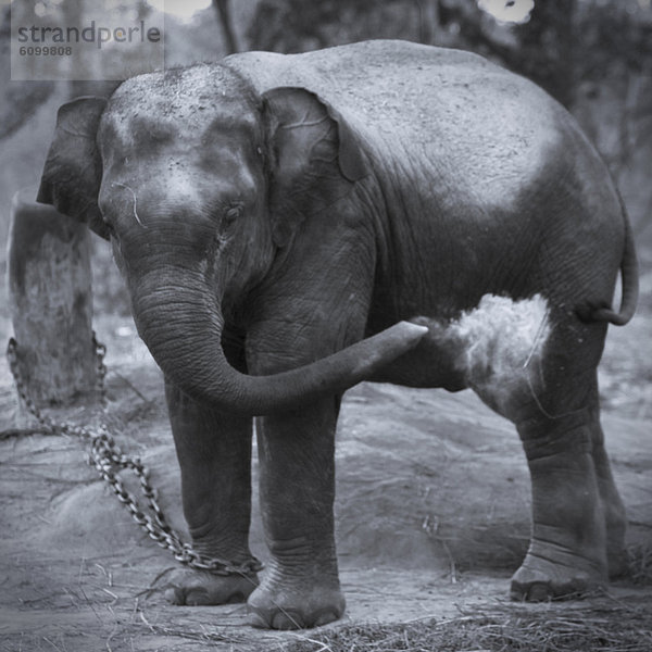 werfen  schmutzig  Elefant  Chitwan-Nationalpark  Baby  Nepal