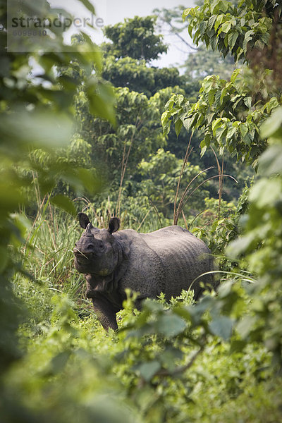 Chitwan-Nationalpark  Nashorn