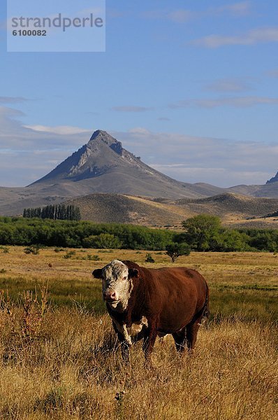 Bulle  Stier  Stiere  Bullen  Patagonien