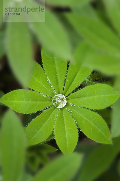 Wasser  heraustropfen  tropfen  undicht  Lupine