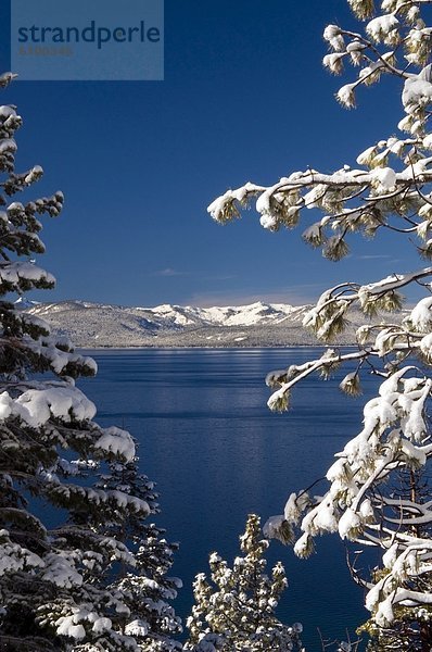 durchsichtig  transparent  transparente  transparentes  Tag  Frische  Baum  Himmel  See  Ast  blauer Himmel  wolkenloser Himmel  wolkenlos  blau  Nevada  Schnee