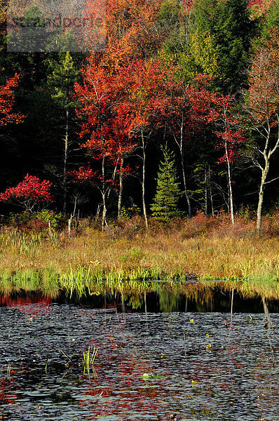 Farbaufnahme  Farbe  Pennsylvania