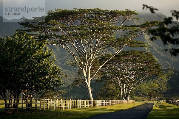 Baum  Fernverkehrsstraße  Insel  Plantage  Hawaii  Kauai  Linie