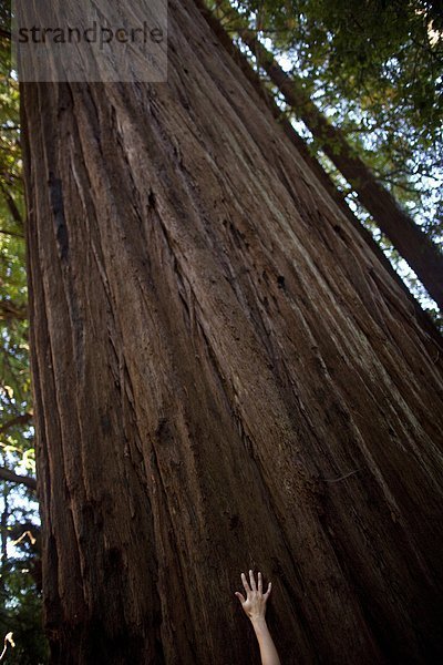 Frau  berühren  Küste  Turm  Bach  jung  Sequoia  Kalifornien  Humboldt  Prärie