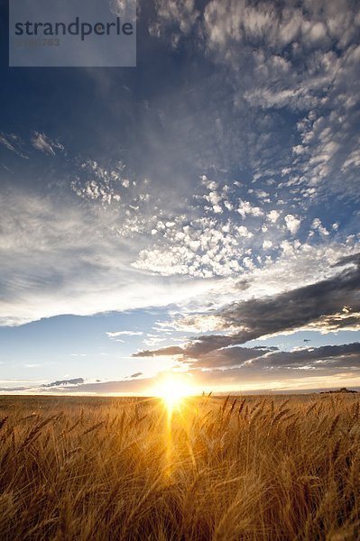 beleuchtet  Vereinigte Staaten von Amerika  USA  Wolke  Himmel  über  Feld  blau  Weizen  Colorado  Sonne