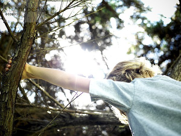 Tag  Junge - Person  Sommer  Baum  Klettern  Sonnenlicht