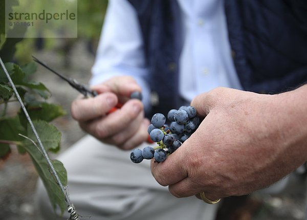 Bordeaux Grapes