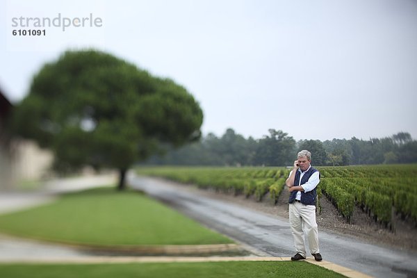 Bordeaux vineyard