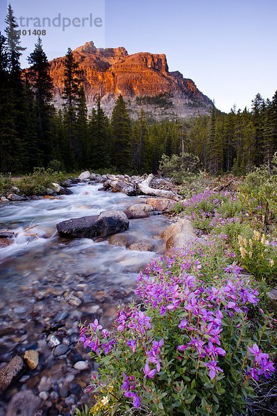 Fluss  Banff Nationalpark  Alberta  Kanada