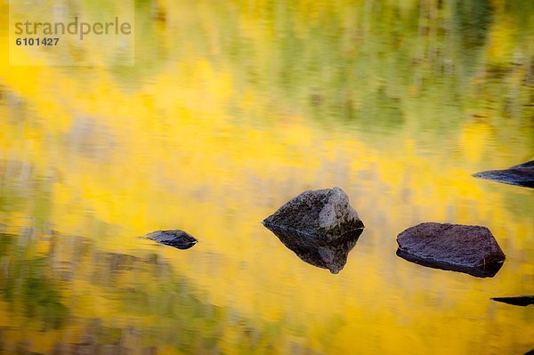 Espe  Populus tremula  Felsbrocken  gelb  Spiegelung  Colorado  Teich  Reflections