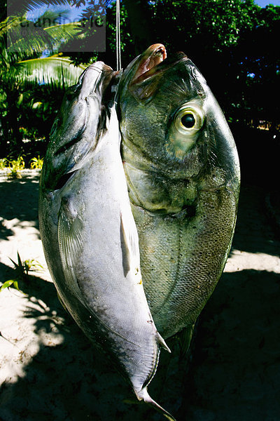 Fish caught at Tavarua  Fiji hang on a line.