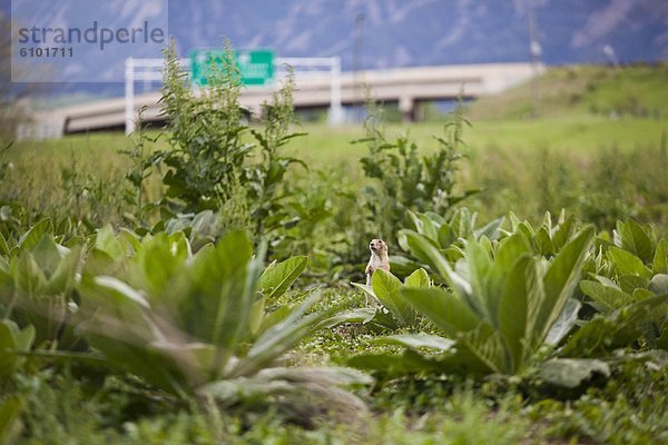 zwischen  inmitten  mitten  überqueren  Bundesstraße  leer  Landschaft  Boulder  Colorado  Wachmann