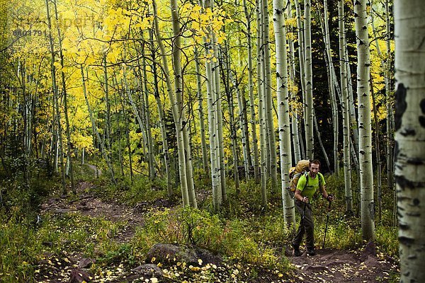 Espe  Populus tremula  Farbaufnahme  Farbe  Berg  Mann  Wald  wandern  jung  Klettern  Weg