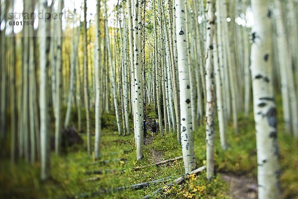 Espe  Populus tremula  Farbaufnahme  Farbe  Berg  Mann  Wald  wandern  jung  3  Klettern  Weg