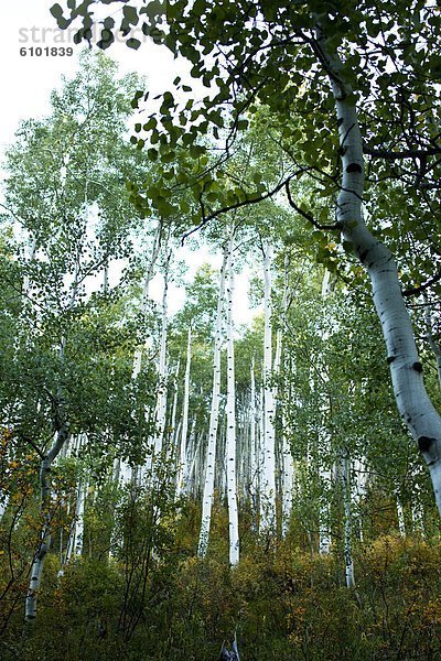 Espe  Populus tremula  Baum