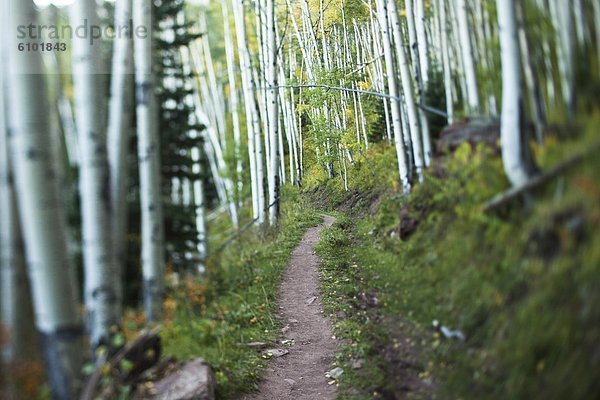 Espe  Populus tremula  Farbaufnahme  Farbe  folgen  Baum  Wind  glatt