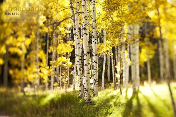 Espe  Populus tremula  Farbaufnahme  Farbe  Baum  Glut