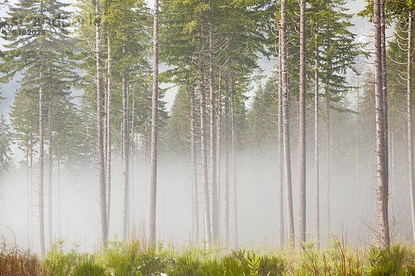 Morgen  Baum  Dunst  Wald  groß  großes  großer  große  großen  Kiefer  Pinus sylvestris  Kiefern  Föhren  Pinie  Olympische Spiele  Olympiade  Halbinsel