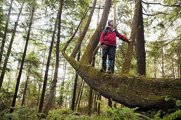 Mann  Strand  folgen  Baum  Baumstamm  Stamm  vorwärts  3  Olympic Nationalpark