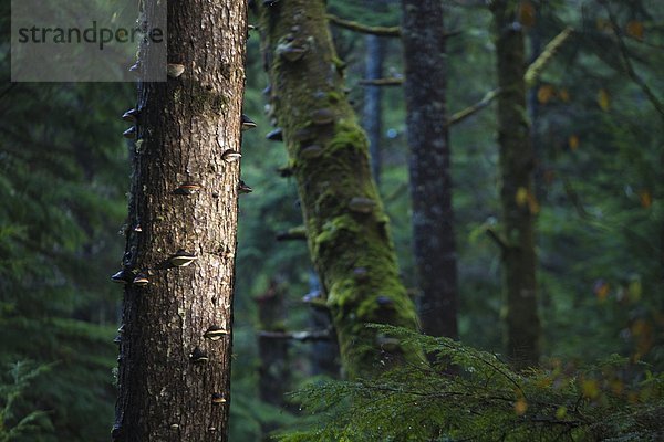 bedecken  Strand  Dunkelheit  folgen  Baum  Wald  vorwärts  3  Olympic Nationalpark  Pilz