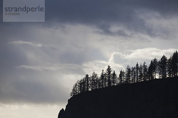 Strand  Dunkelheit  Baum  Silhouette  Himmel  über  Küste  3  Olympic Nationalpark  Bluff