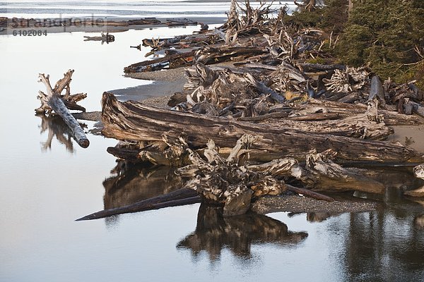 Bach Form Formen groß großes großer große großen Olympic Nationalpark Bucht Treibholz Linie