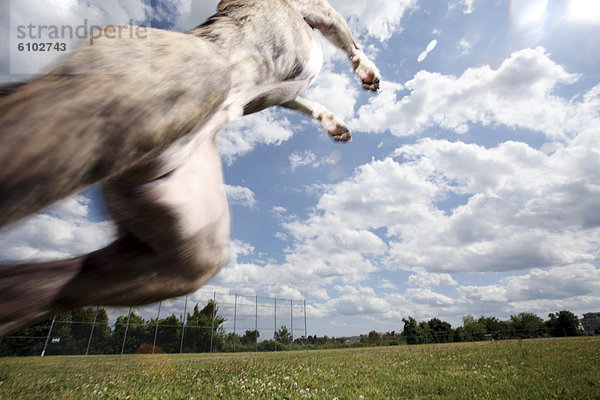 Wolke  Himmel  Hund  springen