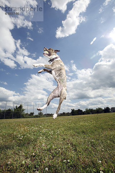 Wolke  Himmel  Hund  springen