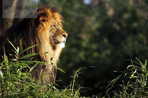 Löwe  Panthera leo  Zoo  Zoologischer Garten  Zoologische Gärten