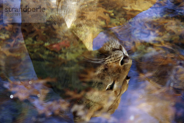 Wassergraben  Spiegelung  Zoo  Zoologischer Garten  Zoologische Gärten  Löwin