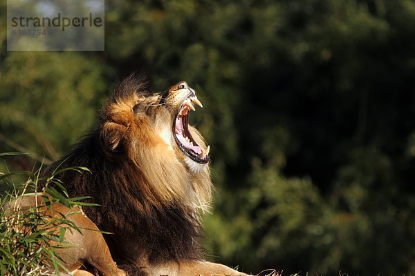 Löwe  Panthera leo  Zoo  Zoologischer Garten  Zoologische Gärten