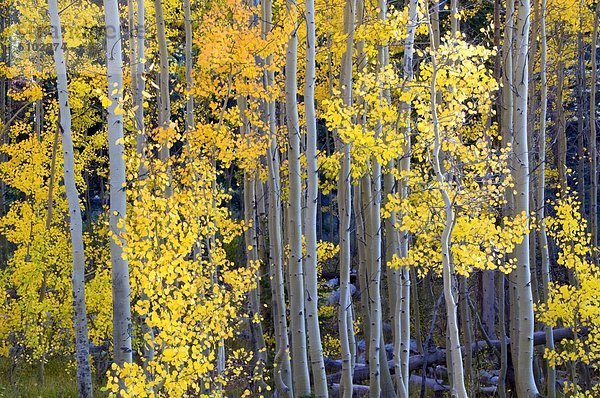Helligkeit  drehen  gelb  See  Nevada  Espe  Populus tremula