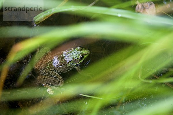 Bulle  Stier  Stiere  Bullen  Frosch  Sumpf