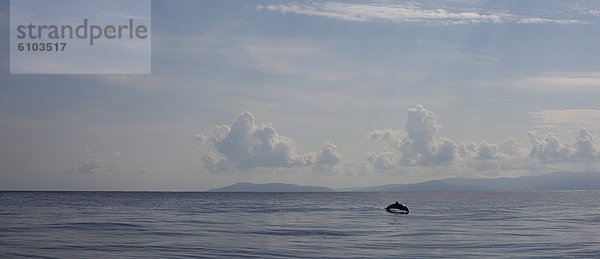 Delphin  Delphinus delphis  Wasser  Tag  Sonnenlicht  Dalbe