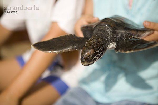 Rettung Landschildkröte Schildkröte Echte Karettschildkröte Karettschildkröten Eretmochelys imbricata Baby