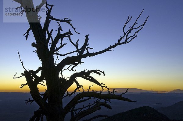 Baum  Silhouette  Sonnenaufgang  Nevada  groß  großes  großer  große  großen