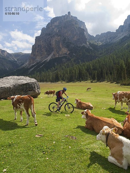Hausrind  Hausrinder  Kuh  zwischen  inmitten  mitten  Berg  fahren  Wiese  Dolomiten  Italienisch