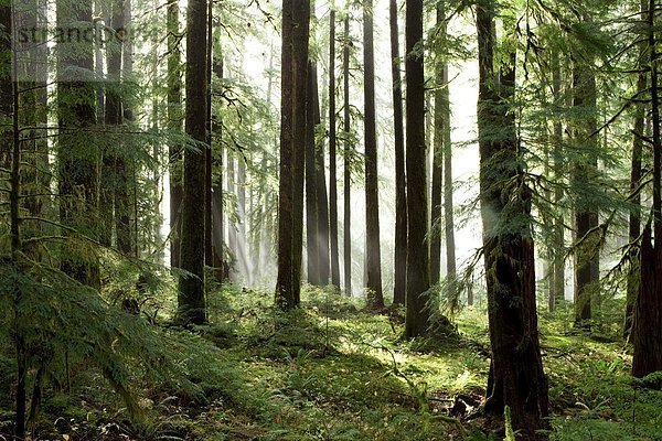 beleuchtet  Baum  Beleuchtung  Licht  groß  großes  großer  große  großen  Sonne