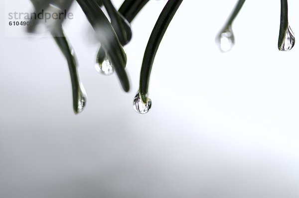 Wasser  Wassertropfen  Tropfen  Dorf  Nevada  Schrägansicht  schräg  Kiefer  Pinus sylvestris  Kiefern  Föhren  Pinie  Nähnadel  Nadel