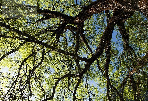 Morgen  Baum  Beleuchtung  Licht  früh  Eiche  glänzen  Yosemite Nationalpark  Kalifornien