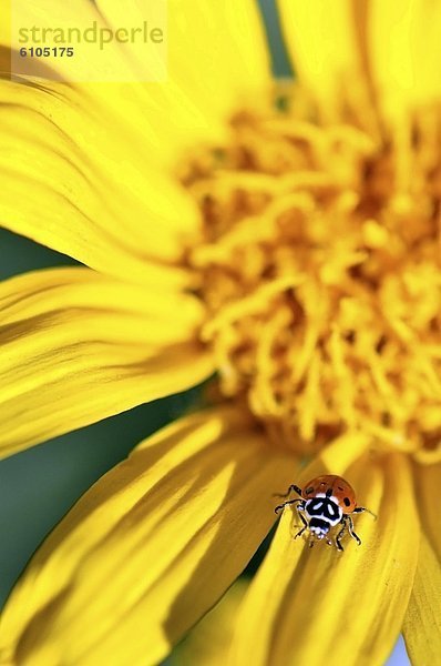 gehen  Wildblume  Kalifornien  Marienkäfer