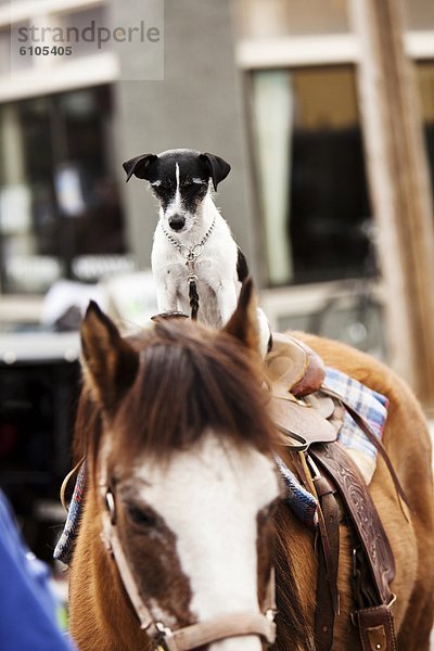 niedlich  süß  lieb  klein  Hund  reiten - Pferd  Idaho