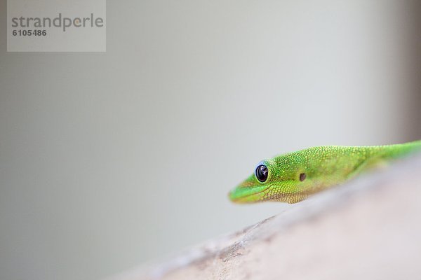 Gecko Hawaii North Shore