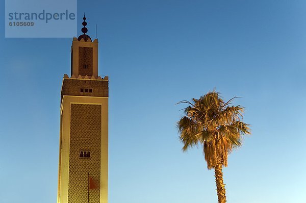 Baum  Palme  Tanger  Abenddämmerung  Marokko  Moschee