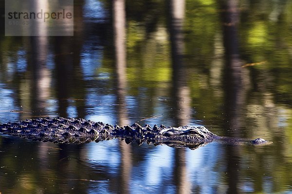 Insel  amerikanisch  Alligator  Lagune  South Carolina  unter Wasser