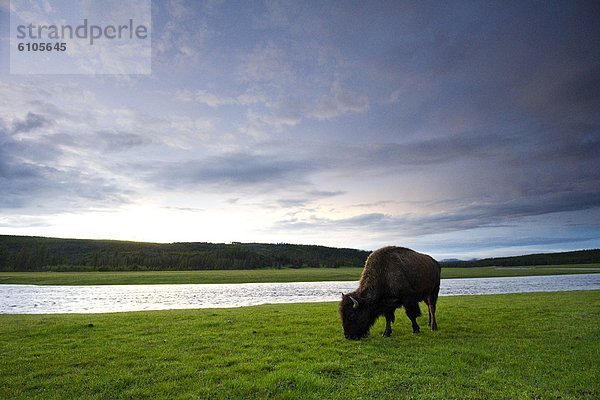 Schürfwunde  Feld  Büffel  Yellowstone Nationalpark  Abenddämmerung  Wyoming