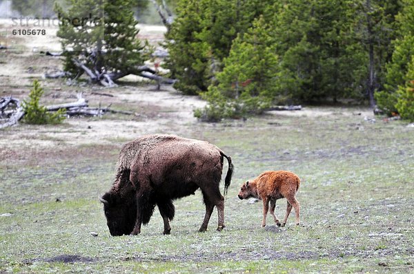 folgen  Büffel  Yellowstone Nationalpark  Mutter - Mensch  Baby  Wyoming