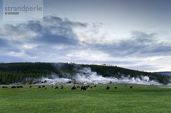 Schürfwunde  Herde  Herdentier  Geysir  frontal  Büffel  Yellowstone Nationalpark  Wyoming